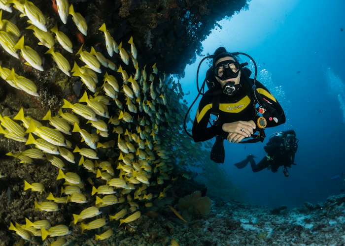 Scuba diver among a school of fish
